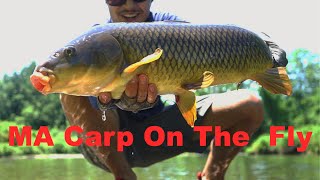 Fly Fishing For FAT Carp And Bass In Skinny Water-- Massachusetts OTF