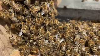 Nahaufnahme Bienen