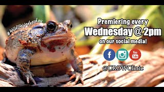 Wildlife Wednesday - Ep.20: Invasive Toads