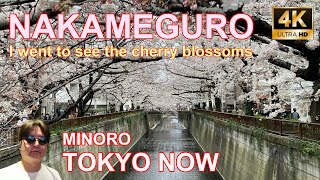 [4K] Nakameguro, Cherry Blossom 03/27/2022 | 中目黒 TOKYO NOW