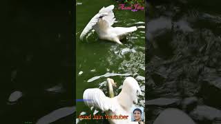 pelican bird under water video