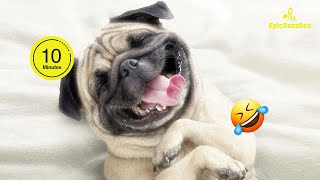 🐶FUNNIEST PUG Videos Compilation of 2024🐕‍🦺😂