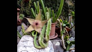 Watch a Cactus Blossoming in hyperlapse