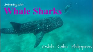 Swimming with Whale Sharks Oslob Cebu Philippines