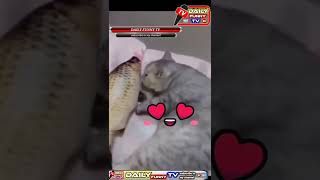 cat and fish new funny video/cat lovers