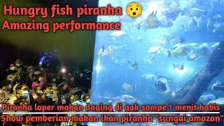 Show Pemberian makan ikan piranha di seaword ancol, fish piranha hungry