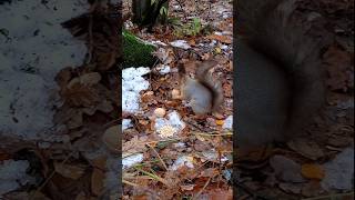 Бусинка очень запасливая белочка 🤗❤🐿😋🌰🐾🌳🌲#белка #белочка #лес #природа #дружба #любовь #squirrel 🐿❤🌳