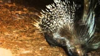 FOTOTRAP Istrice (Hystrix cristata) - Crested Porcupine