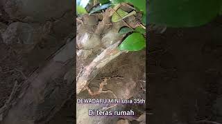 pohon dewadaru mini Usia 35th tumbuh di teras rumah #shorts #bonsai #viral