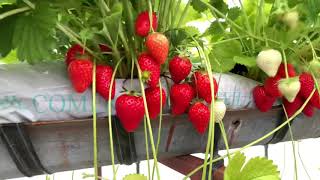 Ягоди Сорт Купидон във фаза на пълно плододаване - Cupid strawberries at the full fruiting stage