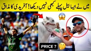 Shahid Afridi Qurbani Bull 2023 || Big Cow in Pakistan |