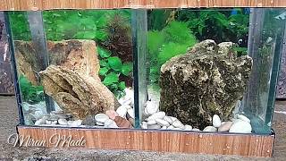 BIAYA MURAH AQUARIUM CUPANG KEREN