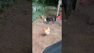 Dog and chickens