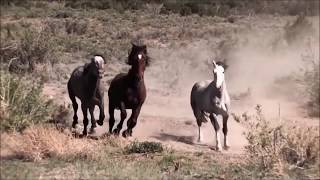 WILD HORSES You Got To Run (Spirit of the Wind) BUFFY SAINTE MARIE Tanya Tagaq NATIVE AMERICAN ICON