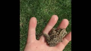 Pet baby frogs!! So cute!