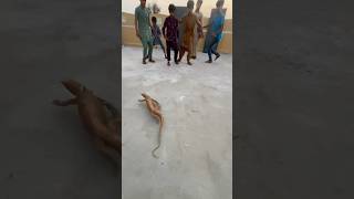 Golden lizard Aa gai #minivlogs #pets #lizard