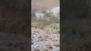 Anjiri Dam Mastung, Monsoon Rainfall Flooding, Irrigation Deptt Balochistan #flood #irrigation