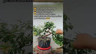 Bonsai Dewandaru Meliuk #wiring #pruning #bonsaimeliuk