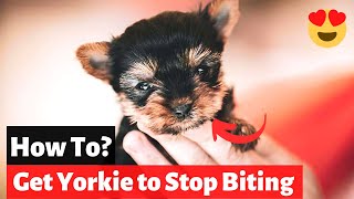 How to Get your Yorkie to Stop Biting and Nipping?