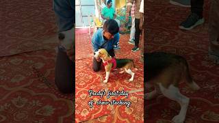 Fredy's first day show stacking | Beagle puppy show stacking|#Shorts