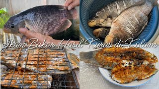 BAKAR IKAN HASIL KURAS KOLAM SENDIRI || 1 EKOR NYA 2-3 Kg || IKAN LOMPAT DARI KOLAM NYA