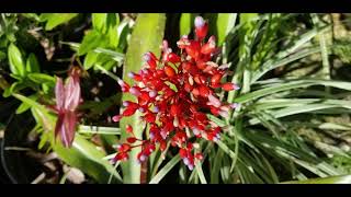 Bromeliads