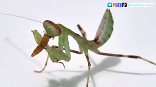 Preying Mantis (No. 1) mealworm feeding