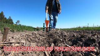 Broom corn and Mex Suns