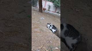 Cat 🐾 Dog 🐾 Funny Moments 😆 #shorts