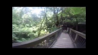 Main Forest - Great Ocean Road