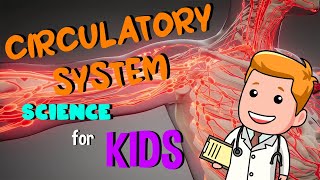 Circulatory System | Science for Kids