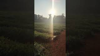 Farm aesthetics #watermelon #farm #foryou #konkan #dapoli #farmerlife #students #evening #organic