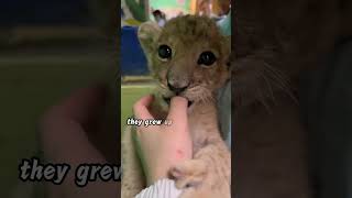 A dog nurtures abandoned lion and tiger cubs #shortsvideo #animals #animalshorts #animalslover