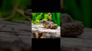 Frog | Wild Animals #shorts #wildlife #animal