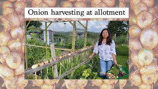 Onion | Harvesting | Allotment | Vegetable | Mamata's Essence