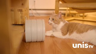 Les chats domestiques - En thérapie avec mon chat - UnisTV