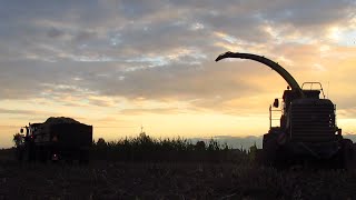 Koszenie Kukurydzy 2014 - John Deere - Fendt - Massey Ferguson - Zetor - Valtra