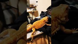 🦎 Mr Lizard the bearded dragon🐉 chillin on the couch looking at himself #beardeddragon #shorts