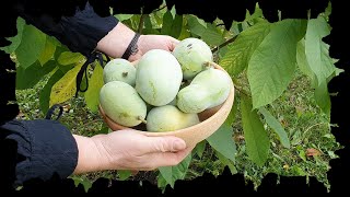 Pawpaw Asimina triloba, sklizeň