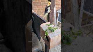 Good to Spend time with Cockatiels Part 2 #birds #Short