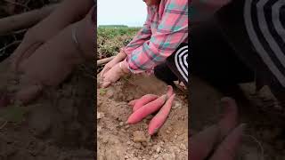 Watch me a satisfaying videos of agriculture growing fruit, vegetable, carrot, corn, onion etc 51