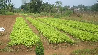 Berkunjung ke Kebun Organik, Pa Tani Organic - Bogor