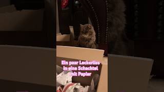 Schnurrige Schatzsuche | wird Henni fündig? 😹lustige Katzenvideos 😻 #shorts #cats