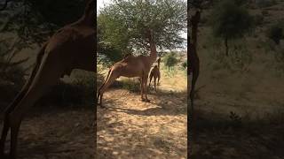 Thar Desert Camel