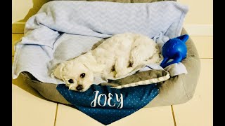 My little Joey 💙 is all tired out 💁🏻‍♀️