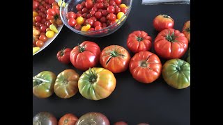 Comment faire ses propre graines de tomate du jardin