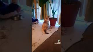 FINN - BAILA CON LA BANDA #gatos #cat #gatogordo #fypシ #fyp #trending #trendingshorts