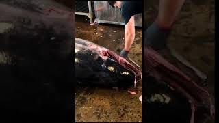 467kg Bluefin Tuna Neatly Filleted in Less Than 1 Minutes