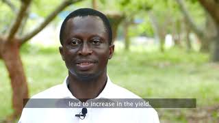 Ghana pioneers gene edited crop research