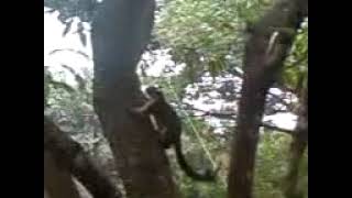 Giant squirrel (Shekaru) at Shree Varu Padalu, Tirumala, Tirupati on 18th November 2009 (6.23 pm.)